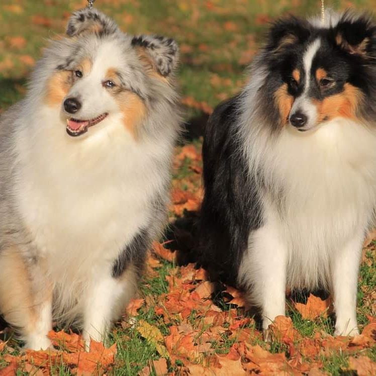 Sheltyvalpar från Kennel Mylines – vuxna hundar i höstlöv
